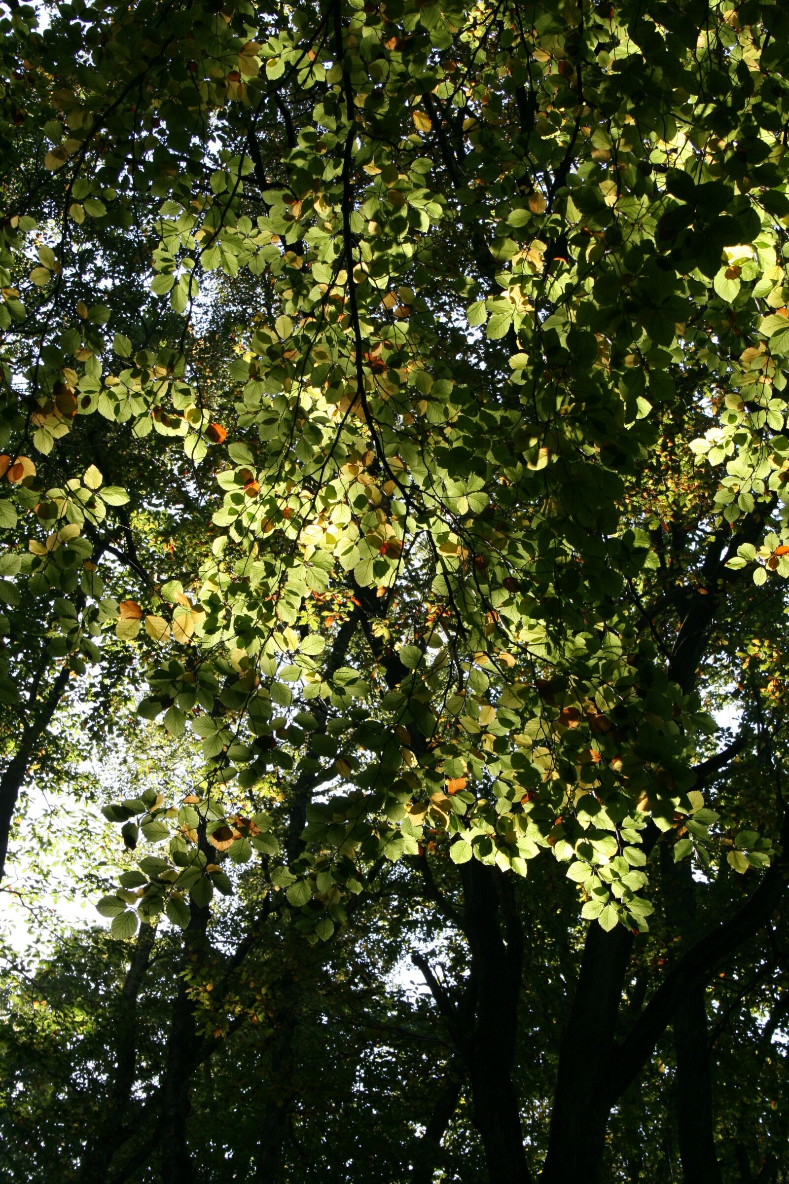 Canon EOS 400D (EOS Digital Rebel XTi / EOS Kiss Digital X) sample photo. Leaves, deciduous tree, autumn photography