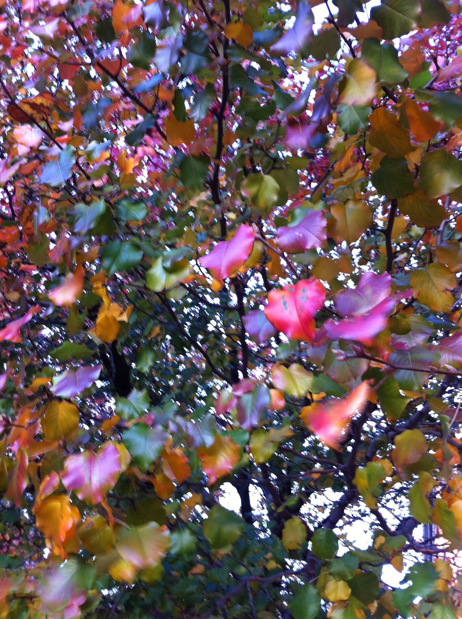 Apple iPhone 4 sample photo
