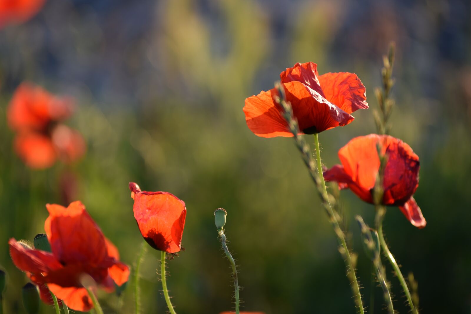 Nikon D3300 sample photo. Red poppys, blooming, evening photography