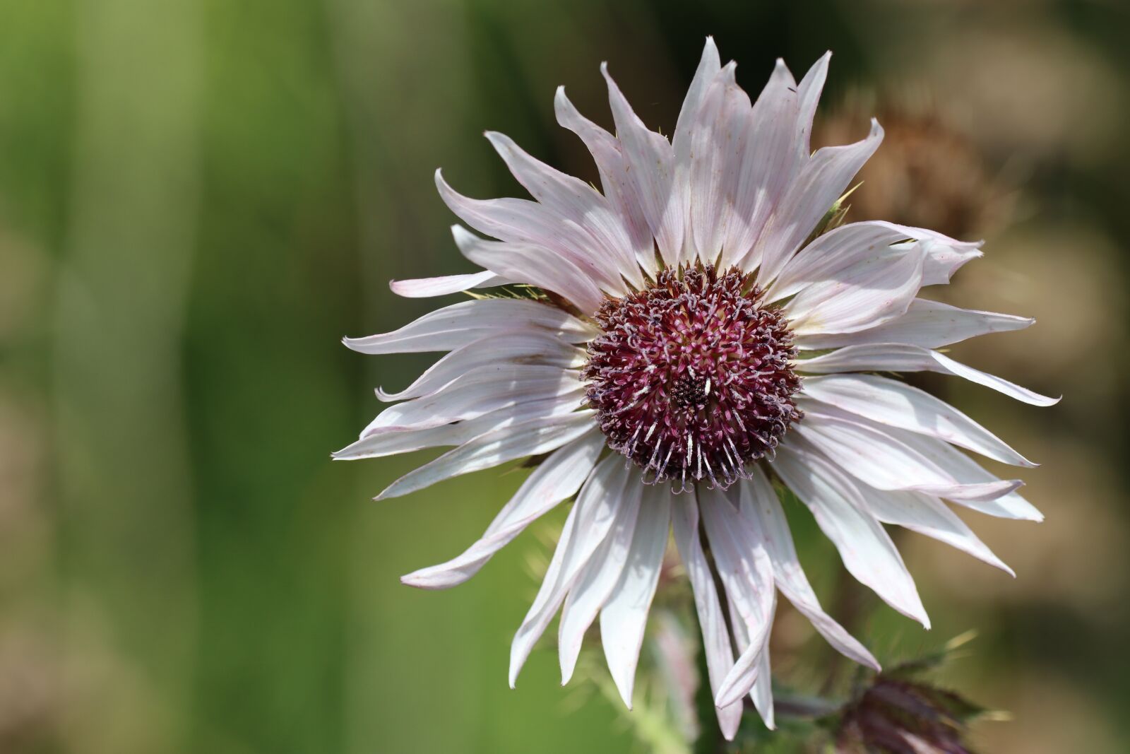 Canon EF 180mm F3.5L Macro USM sample photo. Flower, thistle, plant photography