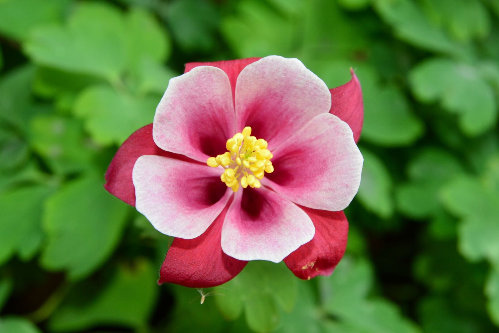 Nikon D5200 sample photo. Aquilegia, granny's bonnet, columbine photography