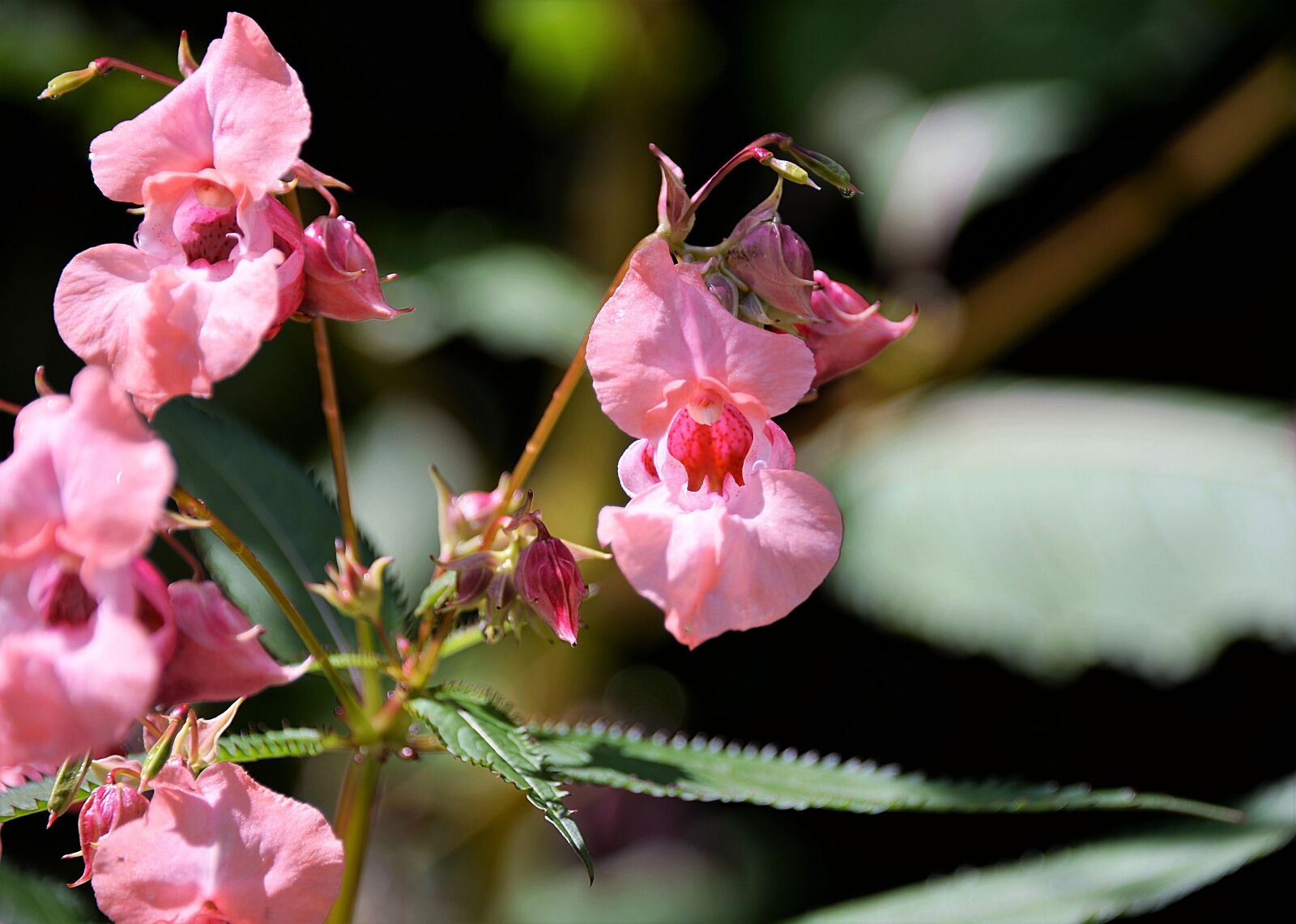 Nikon D610 sample photo. Balsam, ornamental plant, balsaminengewaechs photography