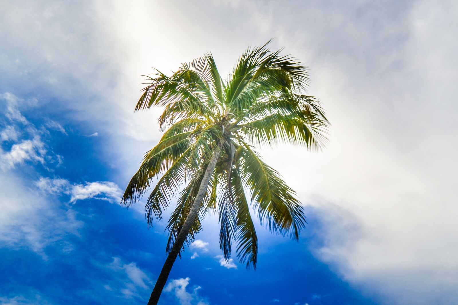 Nikon D3100 sample photo. Tropical, no person, sky photography