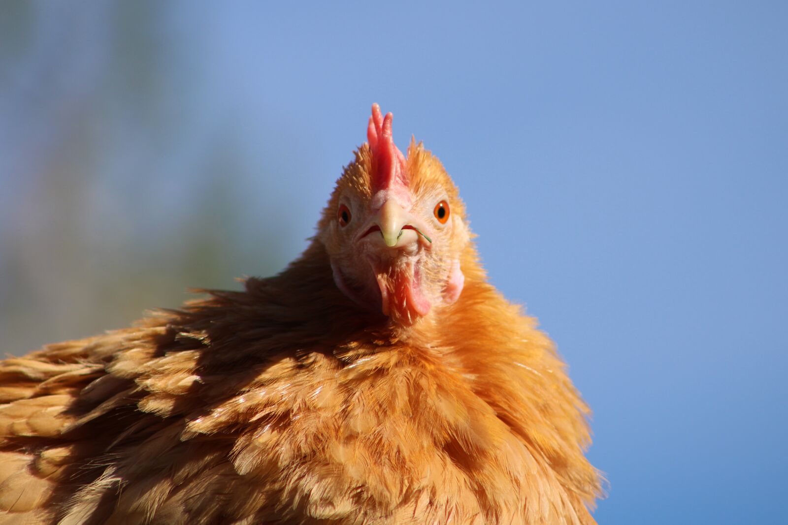Canon EOS 2000D (EOS Rebel T7 / EOS Kiss X90 / EOS 1500D) sample photo. Chicken, hen, poultry photography
