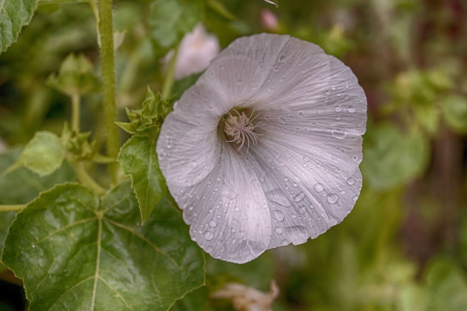 Sony a6000 sample photo. Flower, rain, hibiscus photography
