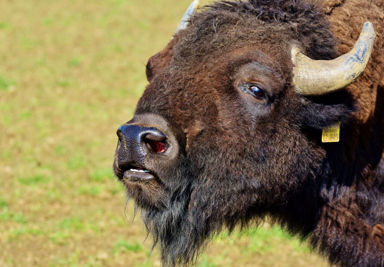 Nikon D7200 sample photo. Bison, buffalo, horns photography