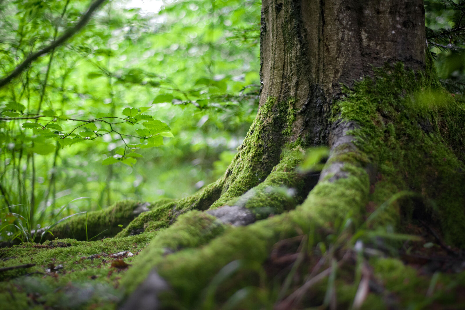 Nikon AF Nikkor 50mm F1.8D sample photo. Environment, forest, grass, leaves photography
