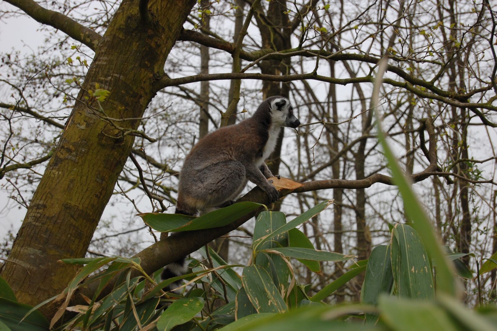 Nikon D40 sample photo. Maki, animal, fauna photography