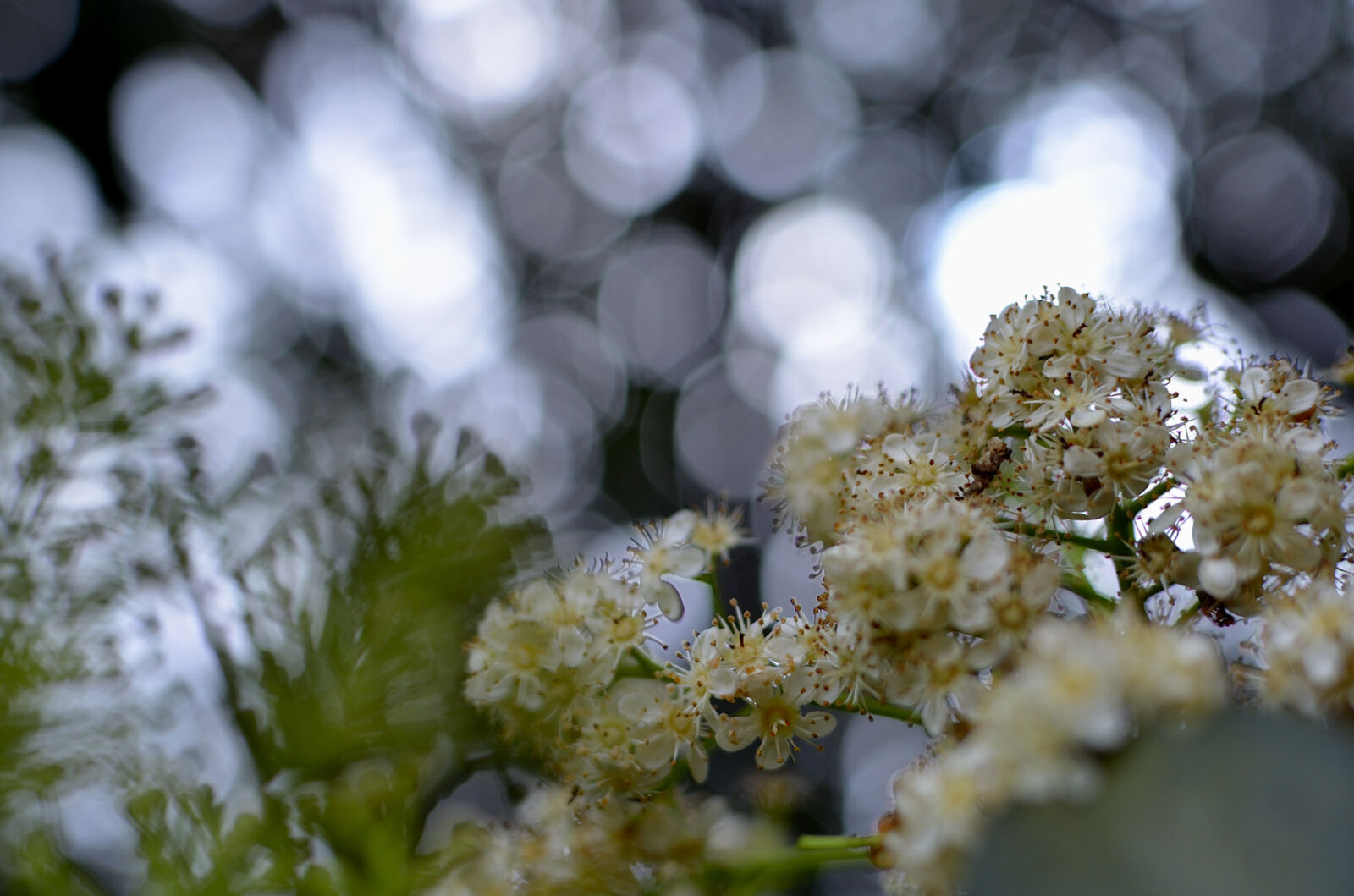 Nikon D5100 + Nikon AF-S DX Nikkor 35mm F1.8G sample photo. Shallow, focus, photography, of photography