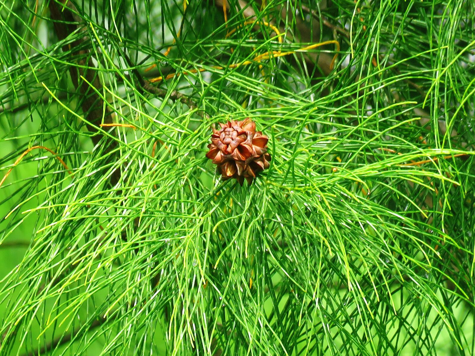 Canon PowerShot SX60 HS sample photo. Pine flower, pine, pine photography