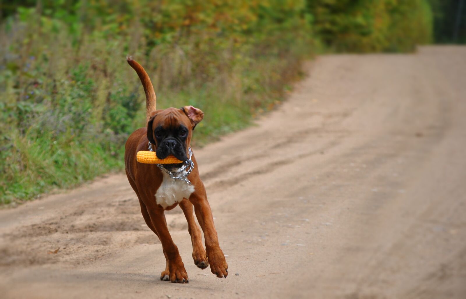 Nikon D3000 sample photo. Boxer dog, dog, cute photography