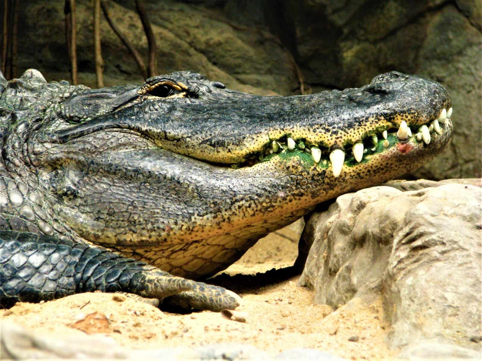 Canon POWERSHOT S5 IS sample photo. Crocodile, alligator, reptiles photography