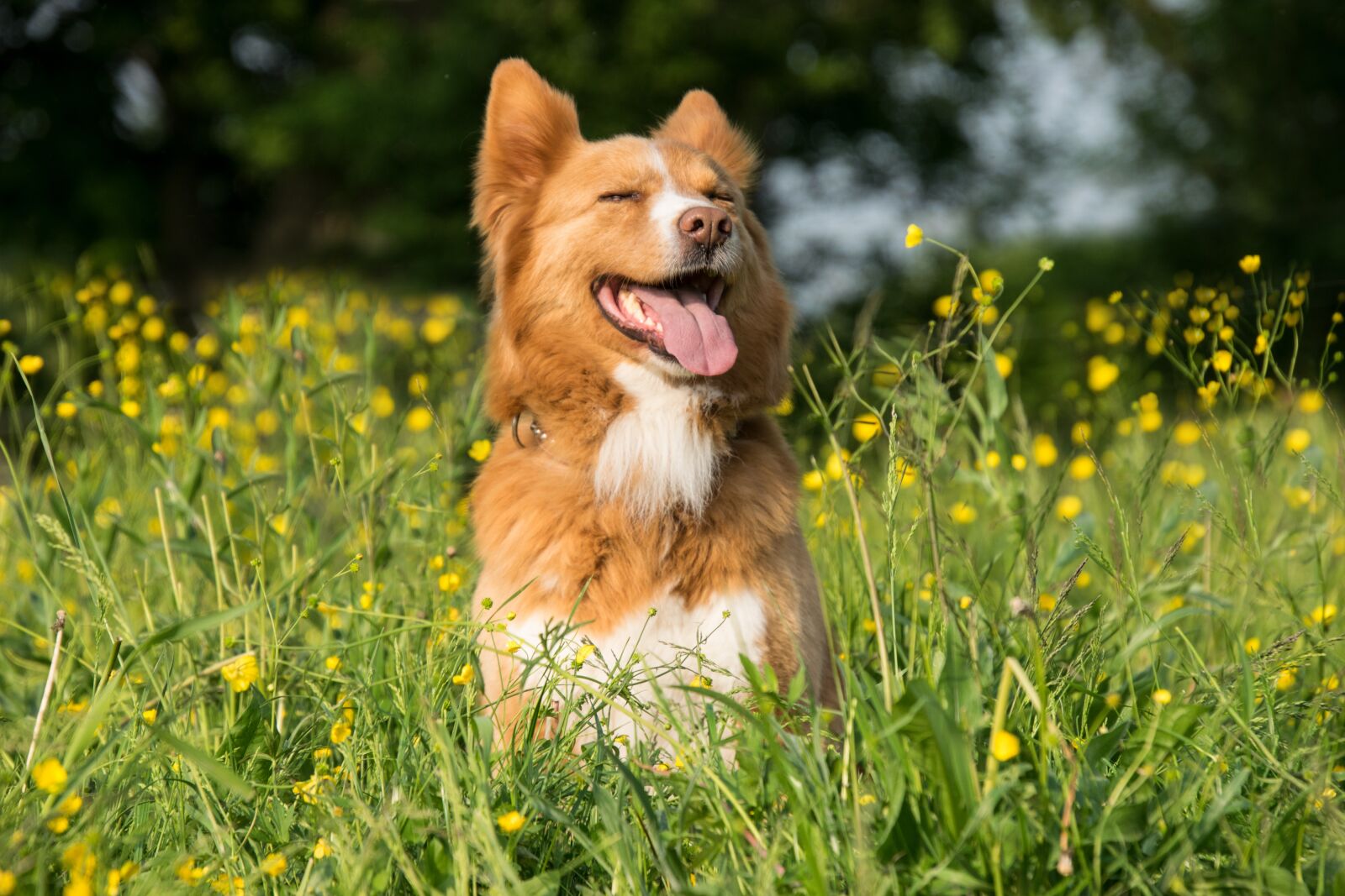 Nikon D3300 sample photo. Dog, flowers, animal photography