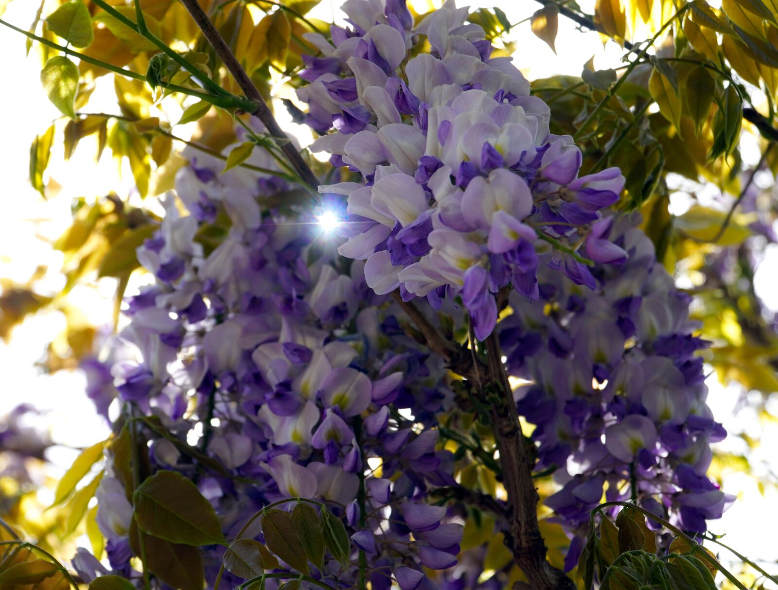 Sony E PZ 18-105mm F4 G OSS sample photo. Flowers, blossom, bloom photography