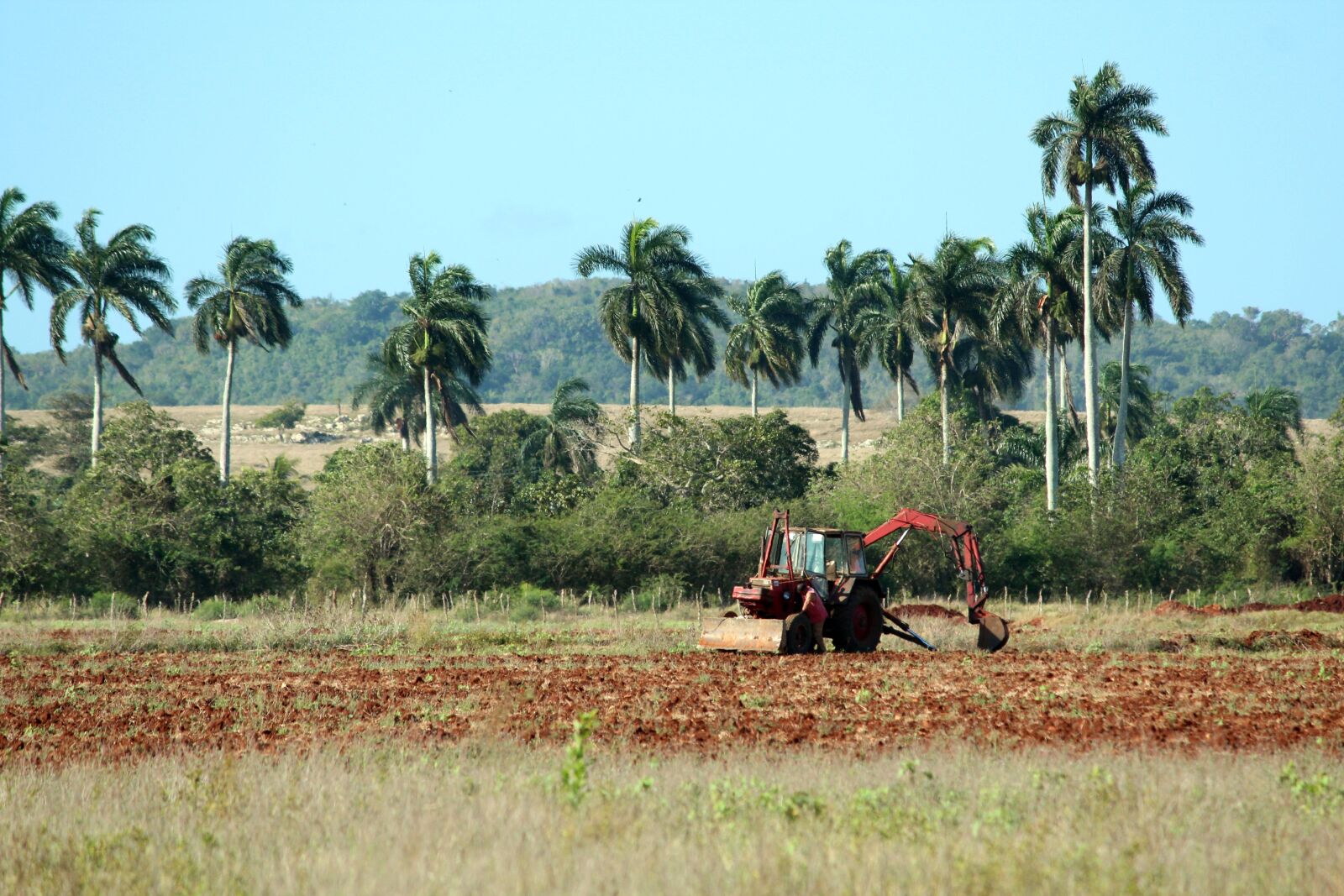 Canon EOS 600D (Rebel EOS T3i / EOS Kiss X5) sample photo. Landscape, field, palms photography