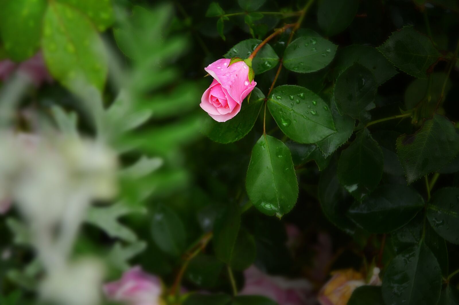 Nikon D3200 sample photo. Nature, flowers, rose photography