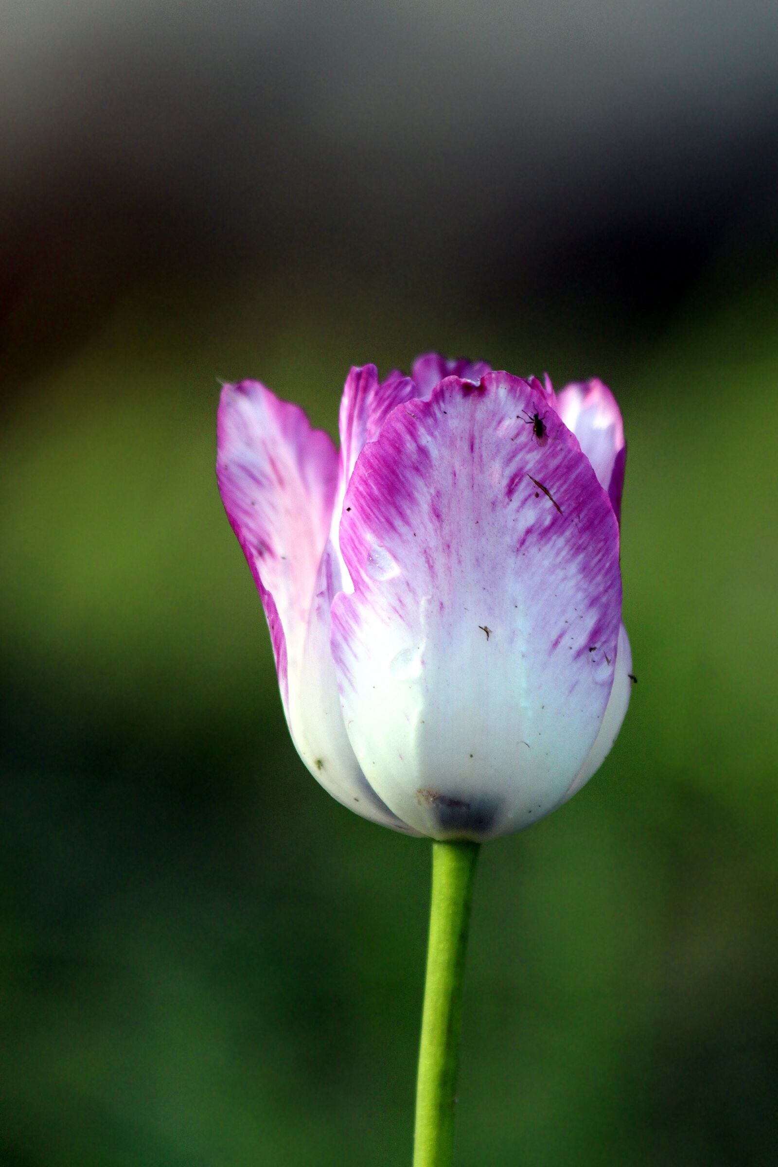 Canon EOS 650D (EOS Rebel T4i / EOS Kiss X6i) sample photo. Tulip, flower, plant photography