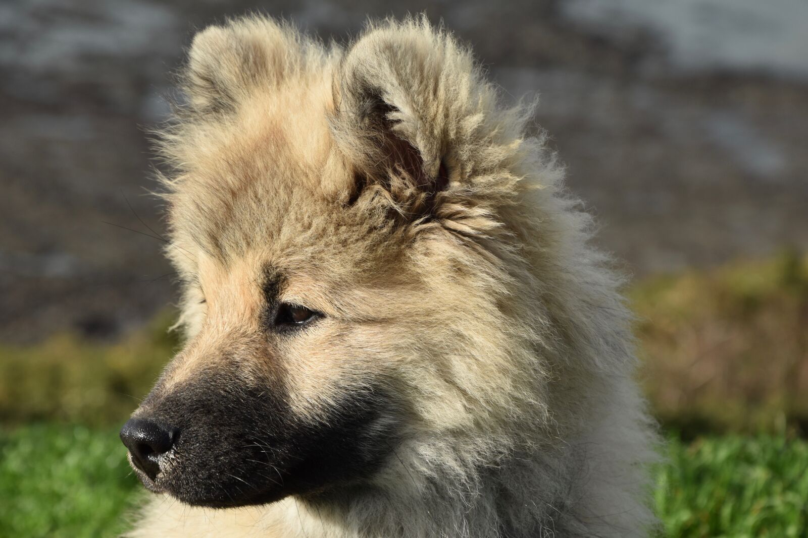Nikon D5600 sample photo. Dog, pup, puppy photography