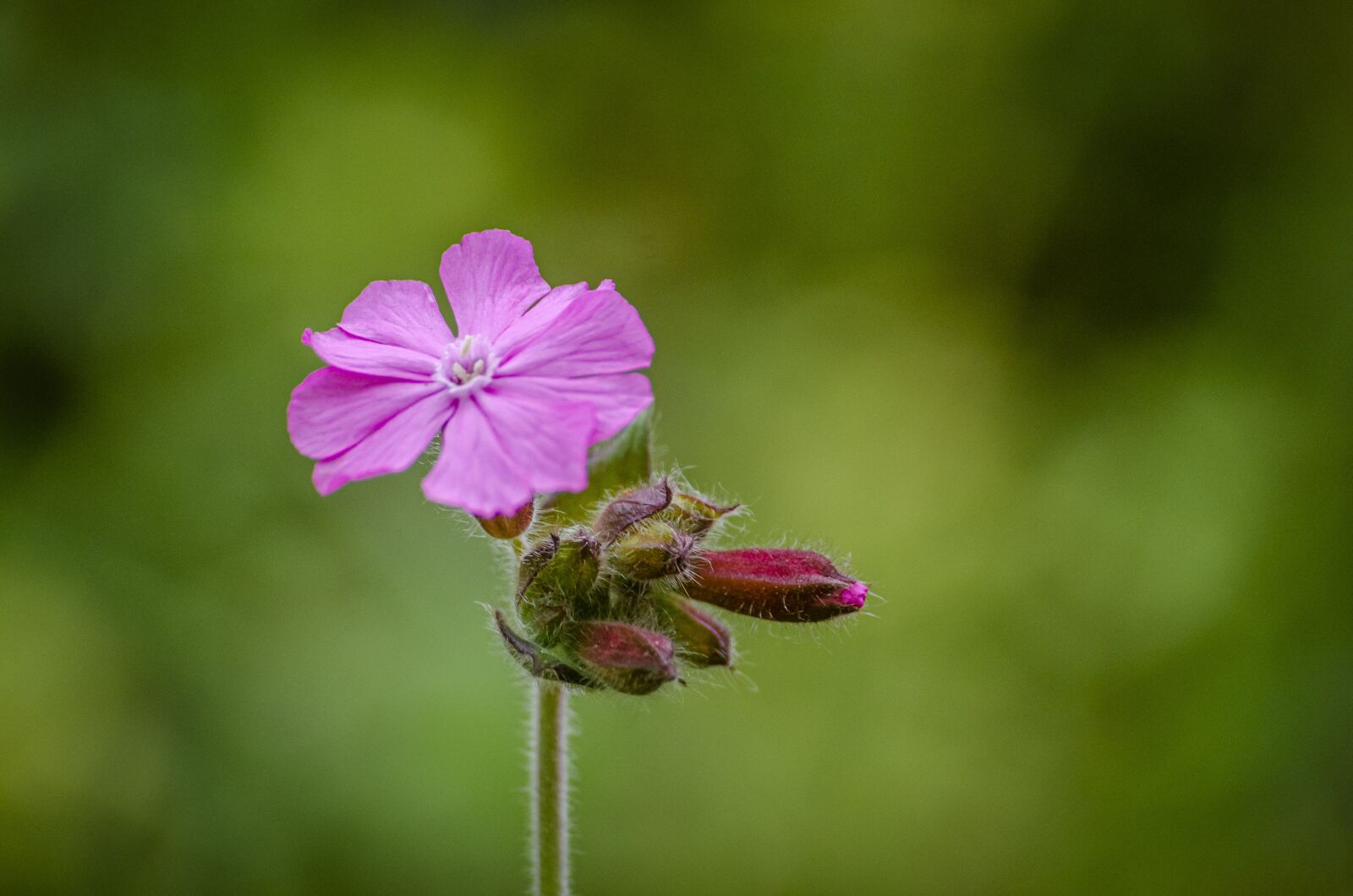 Nikon D7000 sample photo. Flower, violet, spring photography