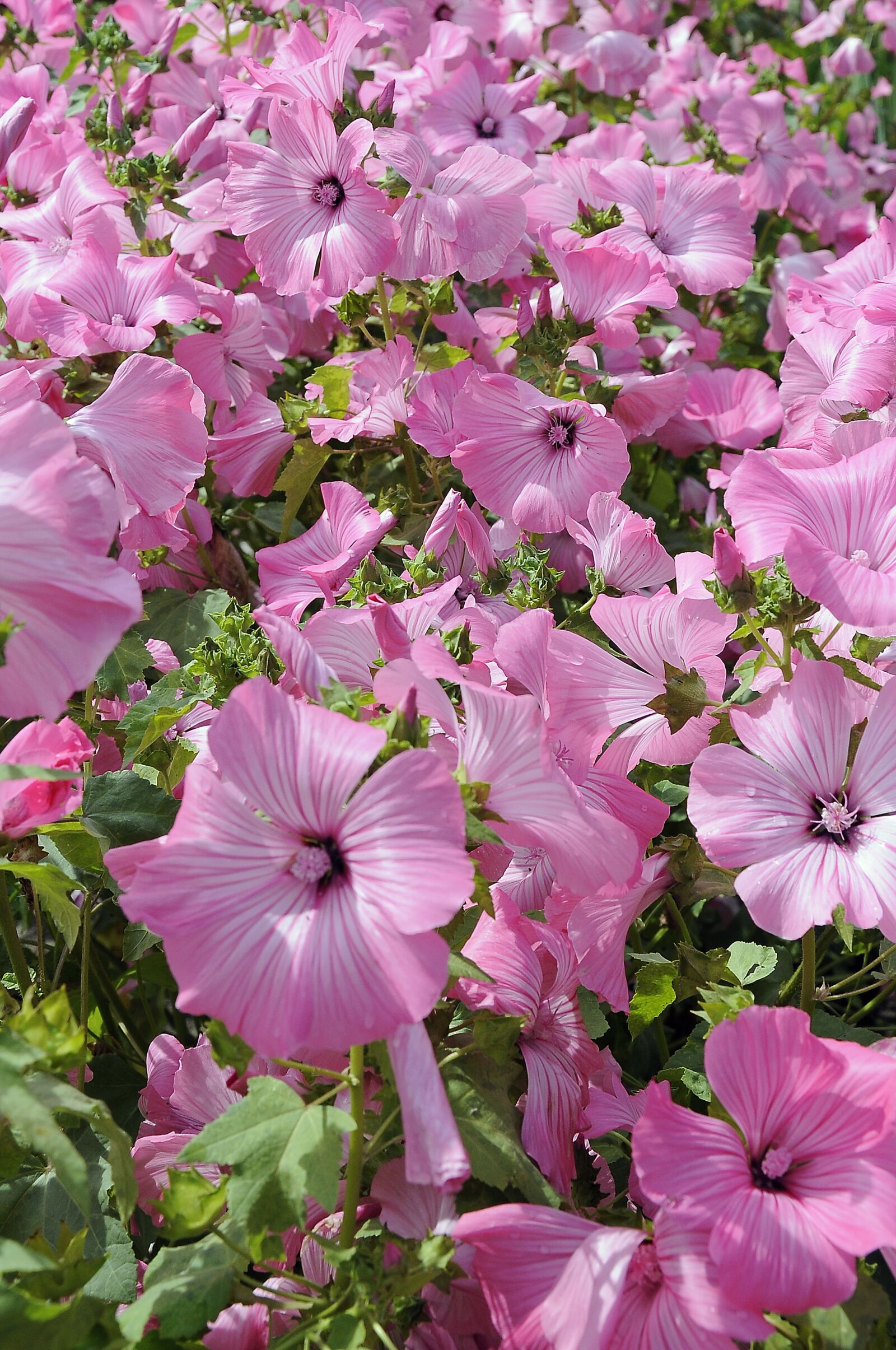 Nikon D90 sample photo. Flower, plant, pink flower photography