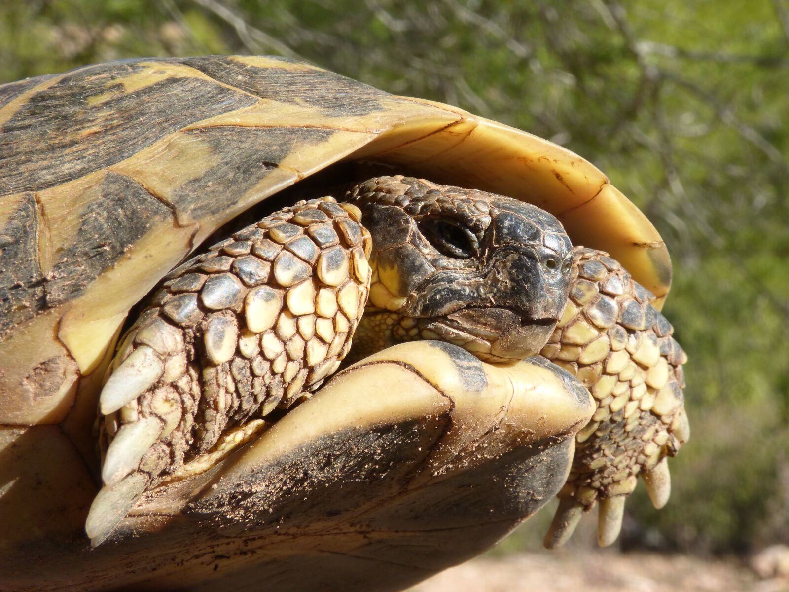 Panasonic DMC-FZ62 sample photo. Mediterranean tortoise, turtle, protected photography