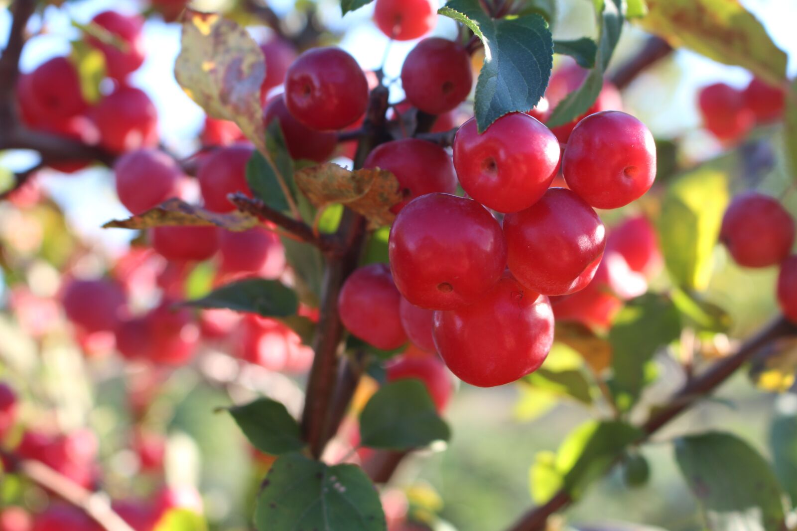 Canon EOS 700D (EOS Rebel T5i / EOS Kiss X7i) sample photo. Embellishment, zieraepfel, bush photography