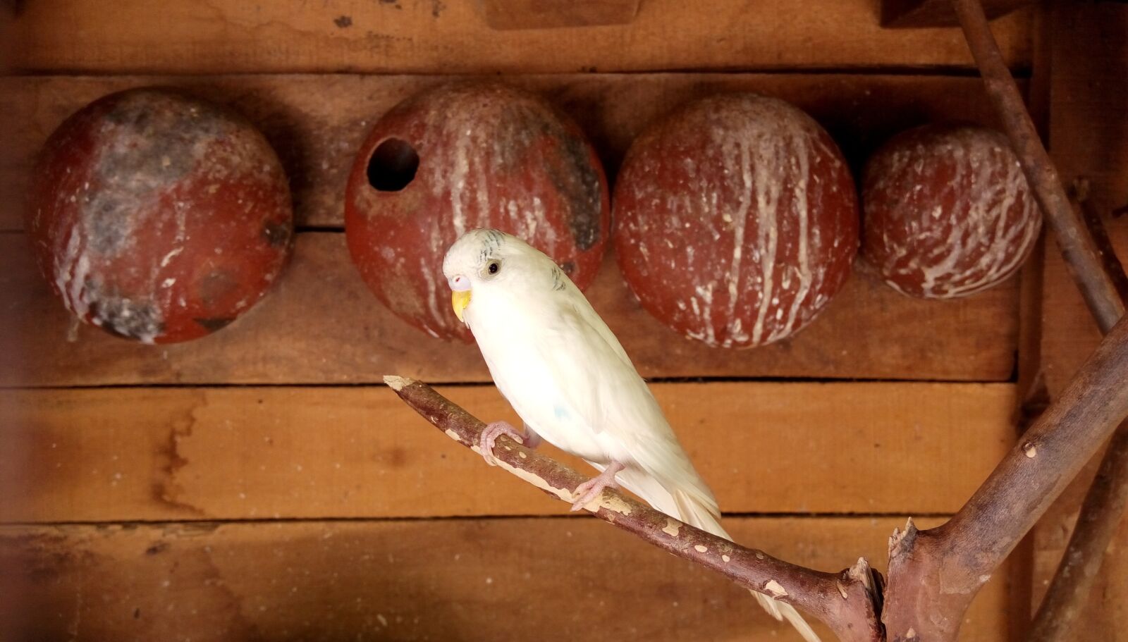HTC D728W sample photo. Nature, bird, parrot photography