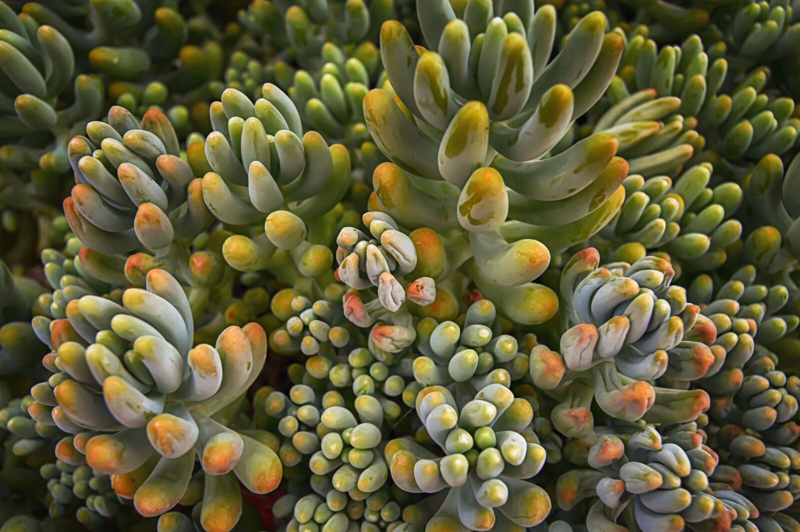Nikon D3200 sample photo. Succulent, fleshy, plants photography