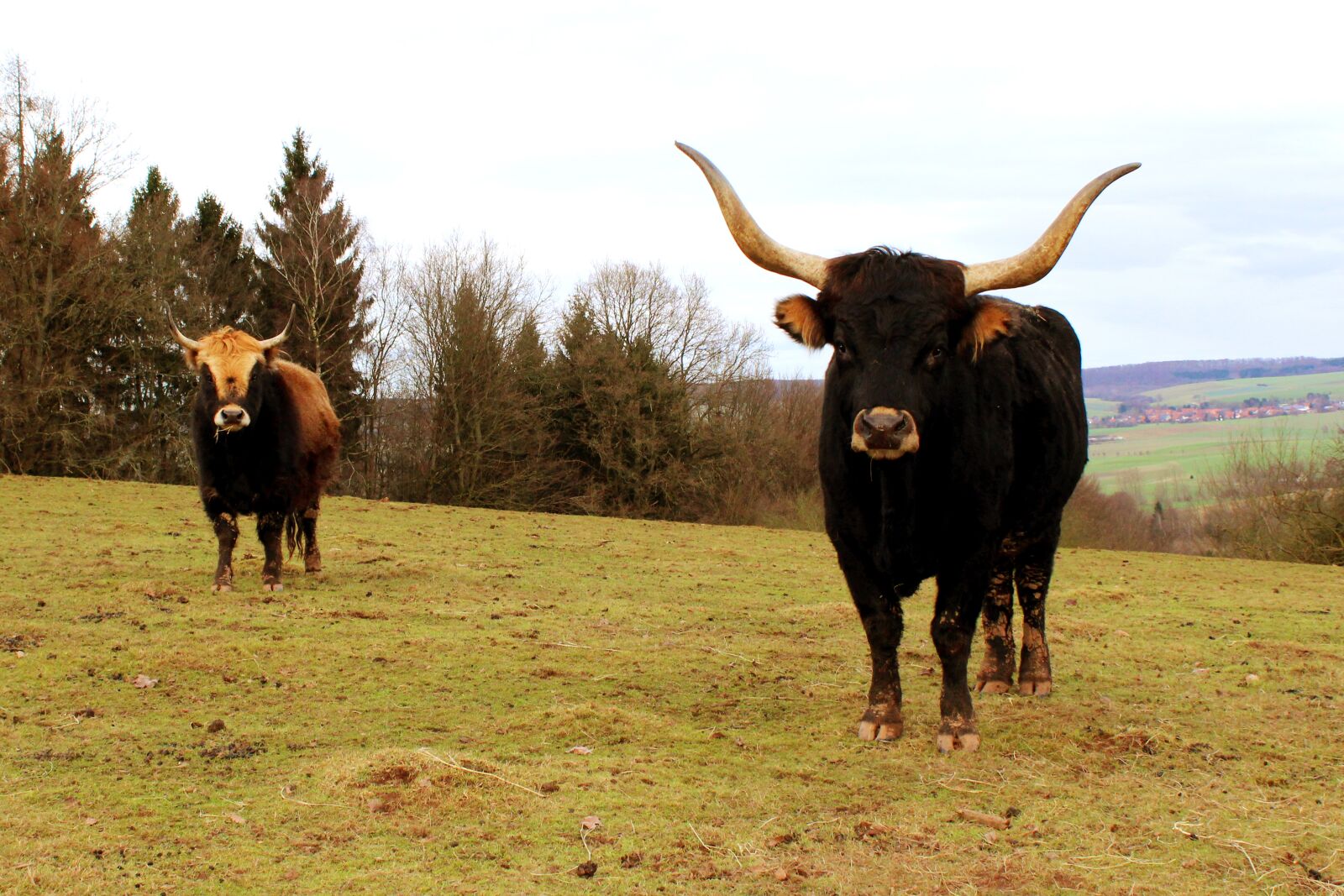 Canon EOS 1300D (EOS Rebel T6 / EOS Kiss X80) sample photo. Tail cattle, aurochs, bull photography