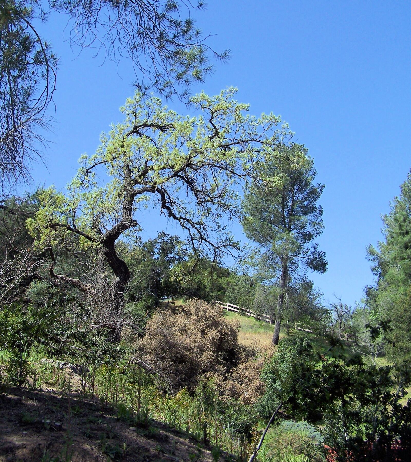 Kodak Z740 ZOOM DIGITAL CAMERA sample photo. Tree, outdoors, hill photography