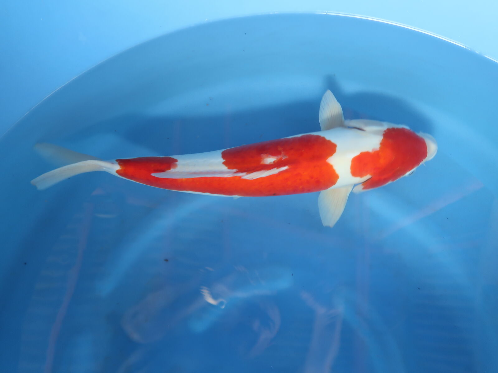 Canon PowerShot G7 X Mark II sample photo. Koi, fishes photography