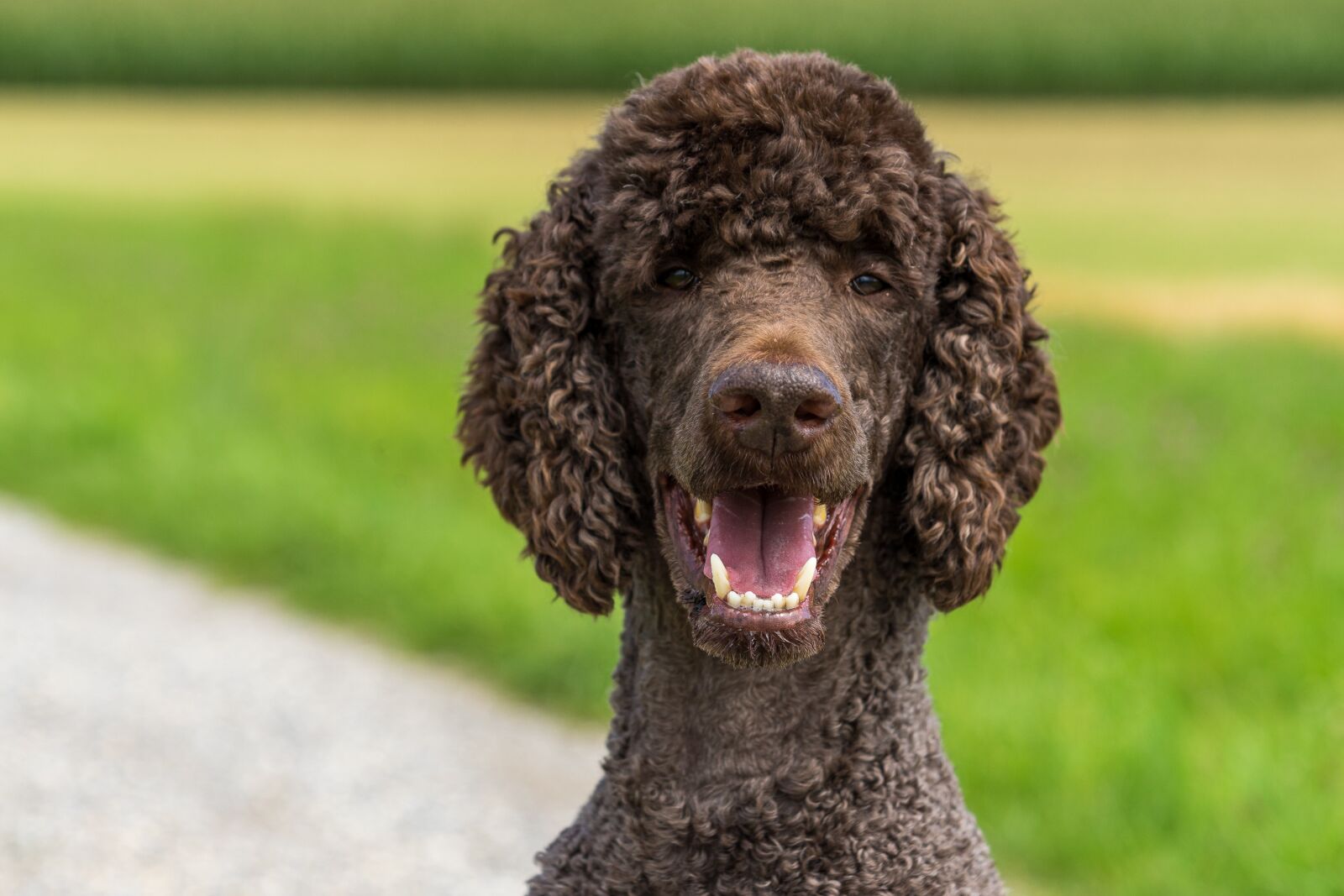 Sony a7 II sample photo. Dog, poodle, king poodle photography