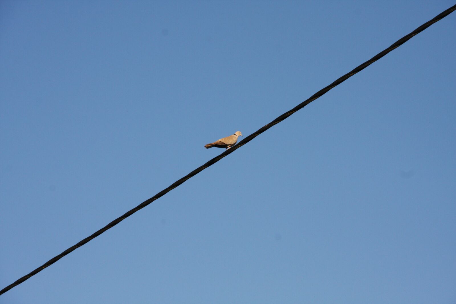 Canon EOS 40D sample photo. Electric wire, dove, bird photography