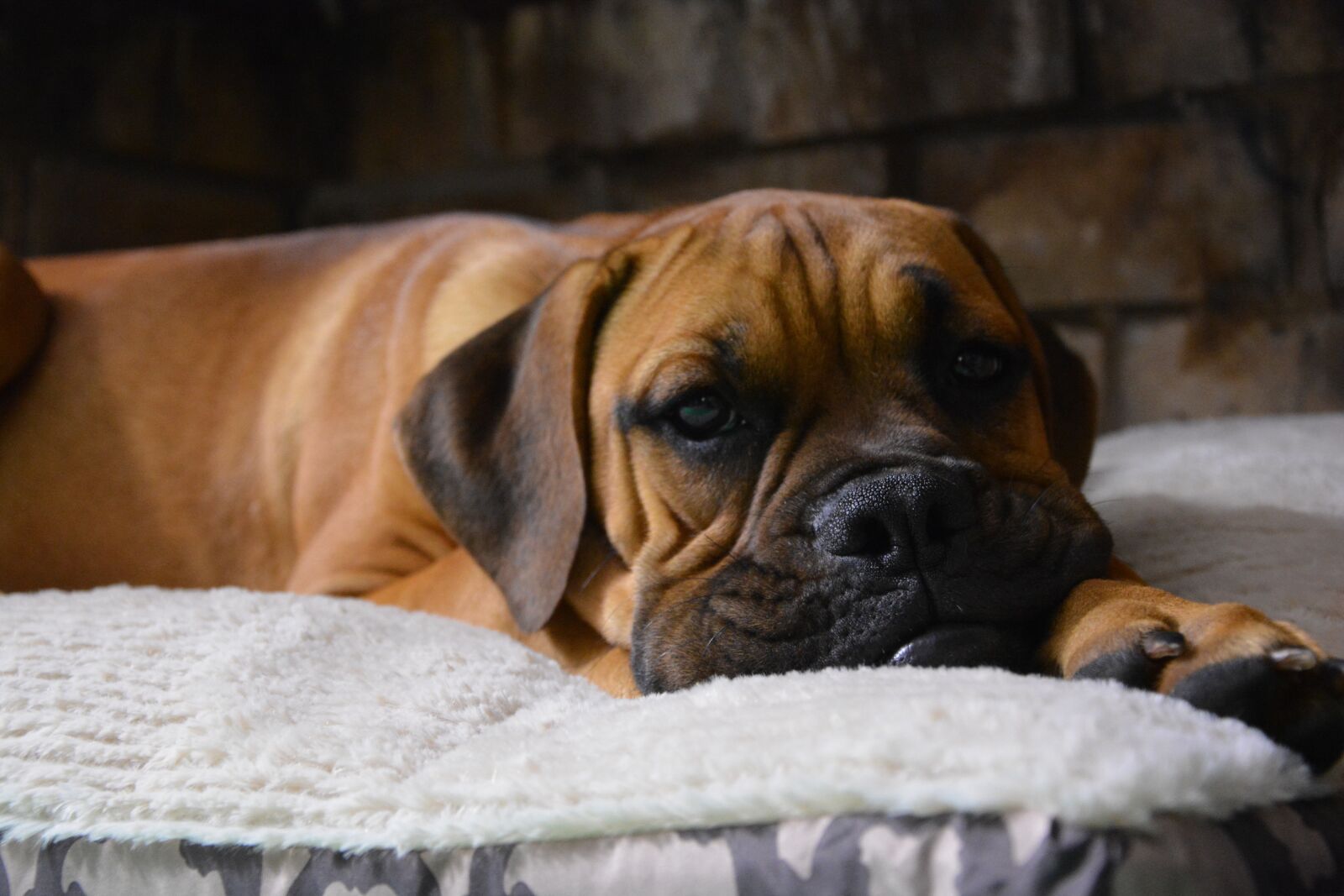 Nikon D5200 sample photo. Dog, lazy, puppy photography