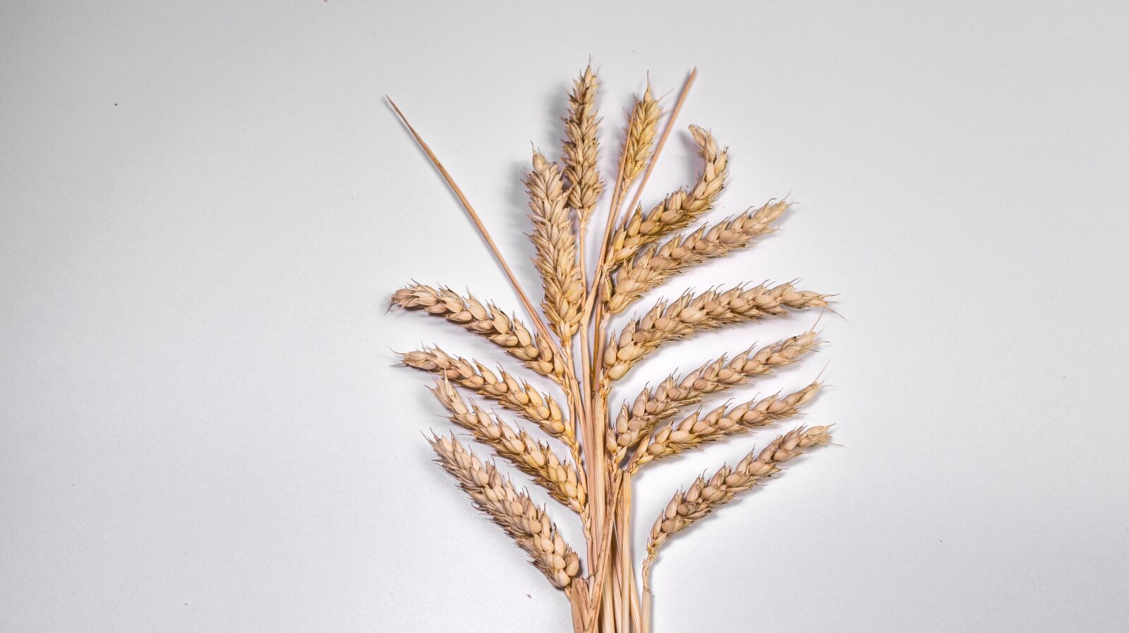 Nikon D5500 sample photo. Ear, grain, corn on photography