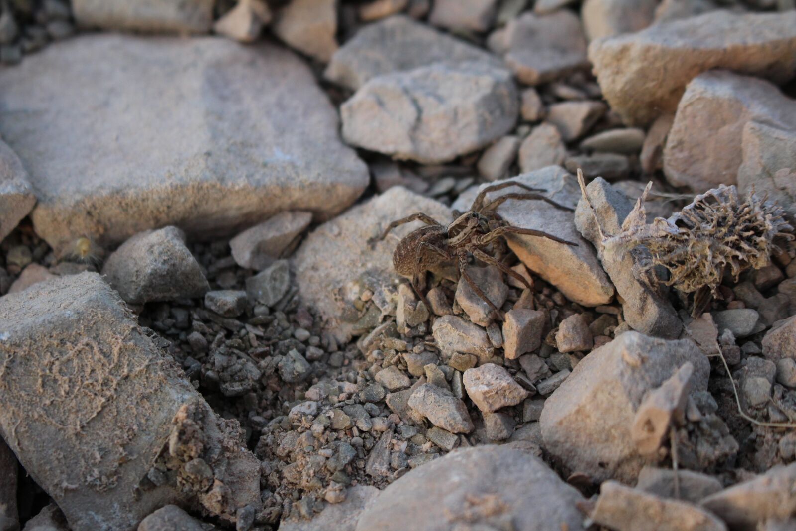 Canon EOS 100D (EOS Rebel SL1 / EOS Kiss X7) sample photo. Spider, stones, grey photography
