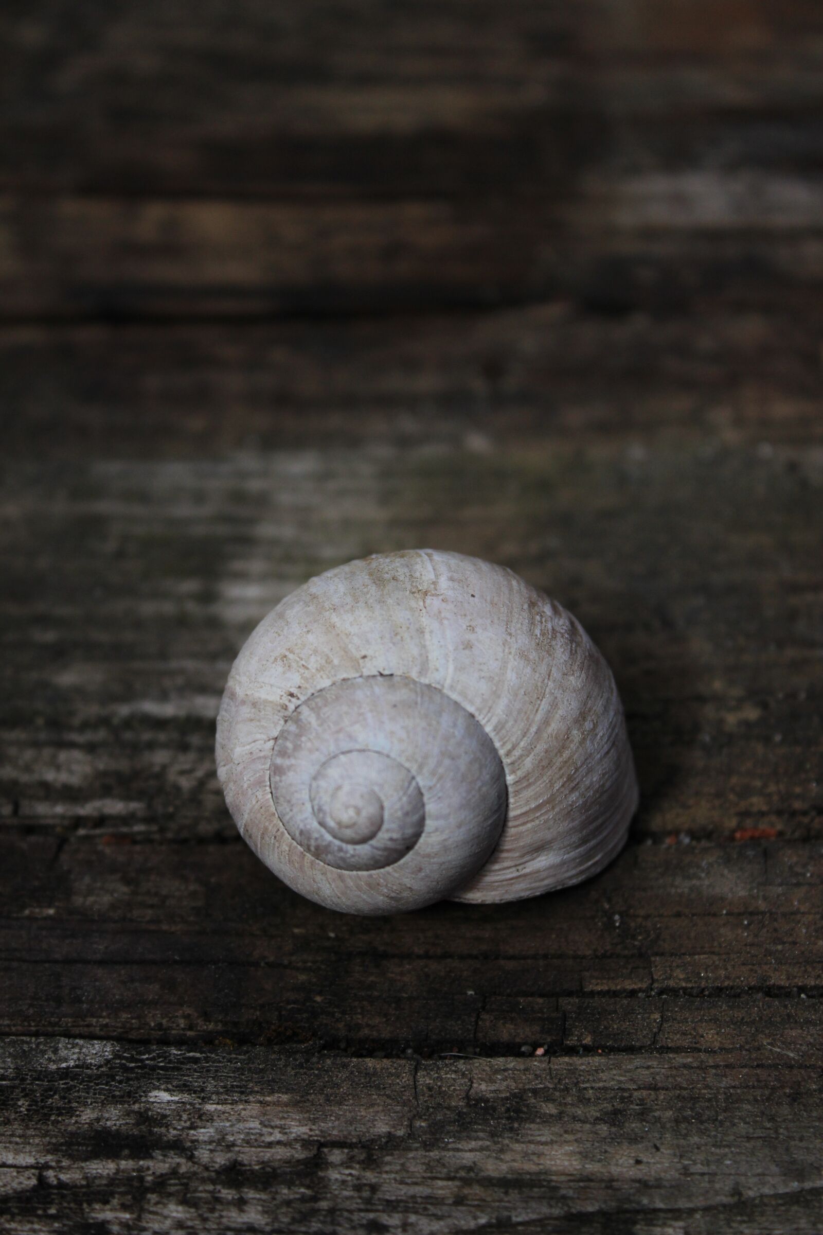 Canon EOS 600D (Rebel EOS T3i / EOS Kiss X5) sample photo. Conch, still life, old photography