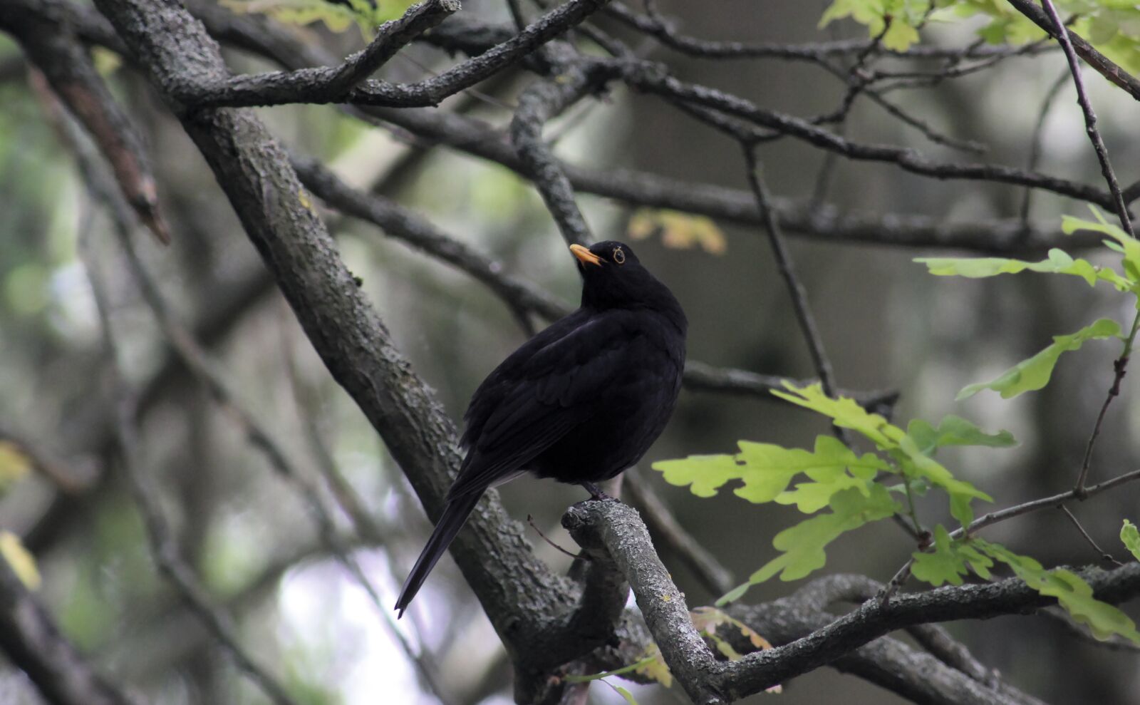 Canon EOS 550D (EOS Rebel T2i / EOS Kiss X4) sample photo. Blackbird, bird, animal world photography