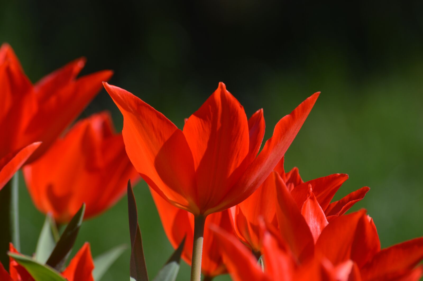 Nikon D3200 sample photo. Flower, tulip, plant photography