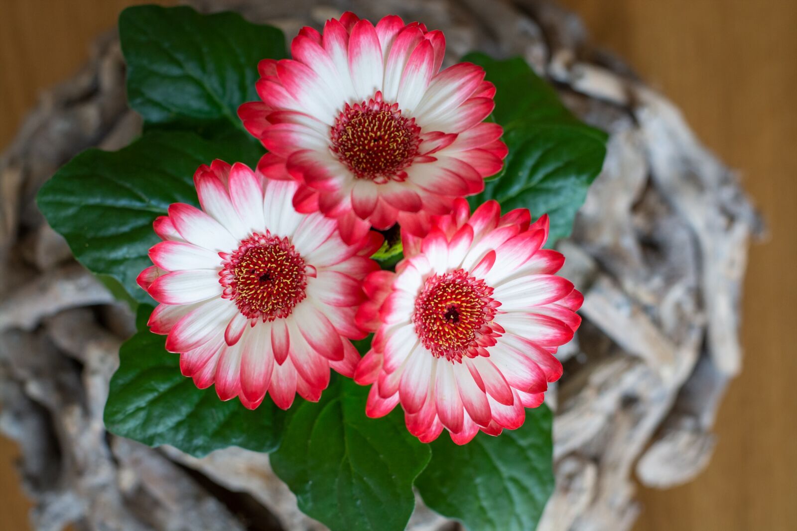 Nikon D7100 sample photo. Flowers, gerbera, pink photography