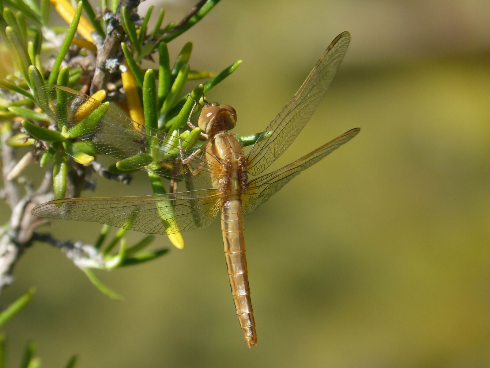 Panasonic DMC-FZ62 sample photo. Dragonfly, golden dragonfly, insect photography