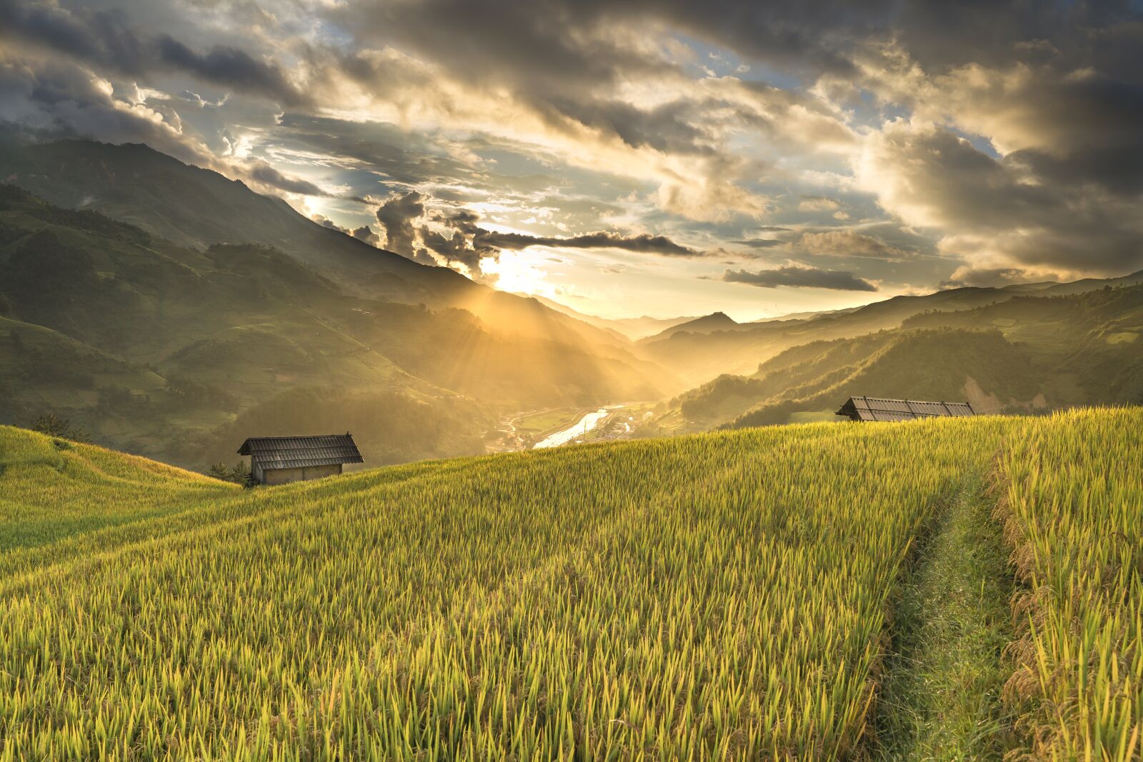 Sony a7R II + Sony FE 24-70mm F2.8 GM sample photo. Vietnam, rice, rice field photography