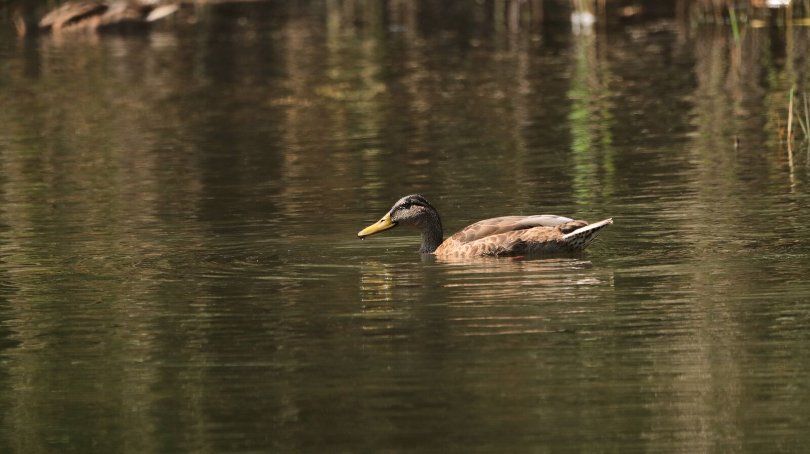 150-600mm F5-6.3 DG OS HSM | Contemporary 015 sample photo. Duck, lake, water photography