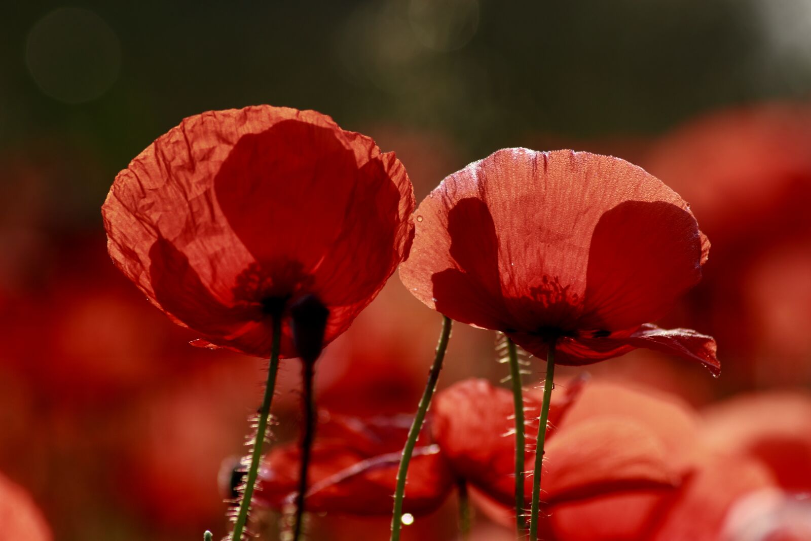 Canon EOS 100D (EOS Rebel SL1 / EOS Kiss X7) sample photo. Poppy, red flower, blossom photography