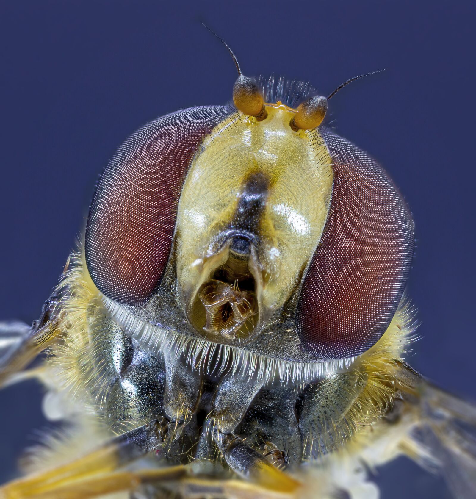 Canon MP-E 65mm F2.5 1-5x Macro Photo sample photo. Hoverfly, face, eyes photography
