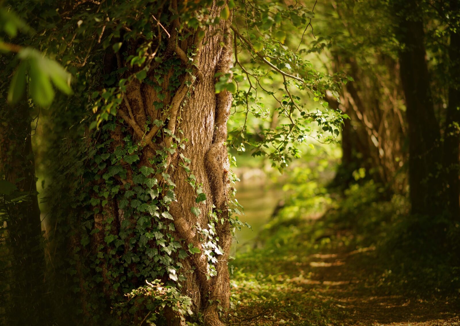 Nikon D610 sample photo. Spring, forest, plant photography