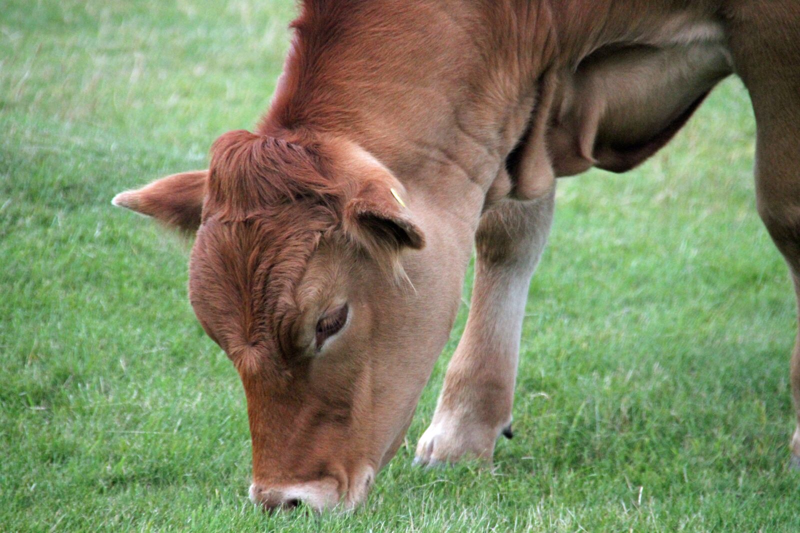 Canon EOS 7D sample photo. Cow, eating, animal photography
