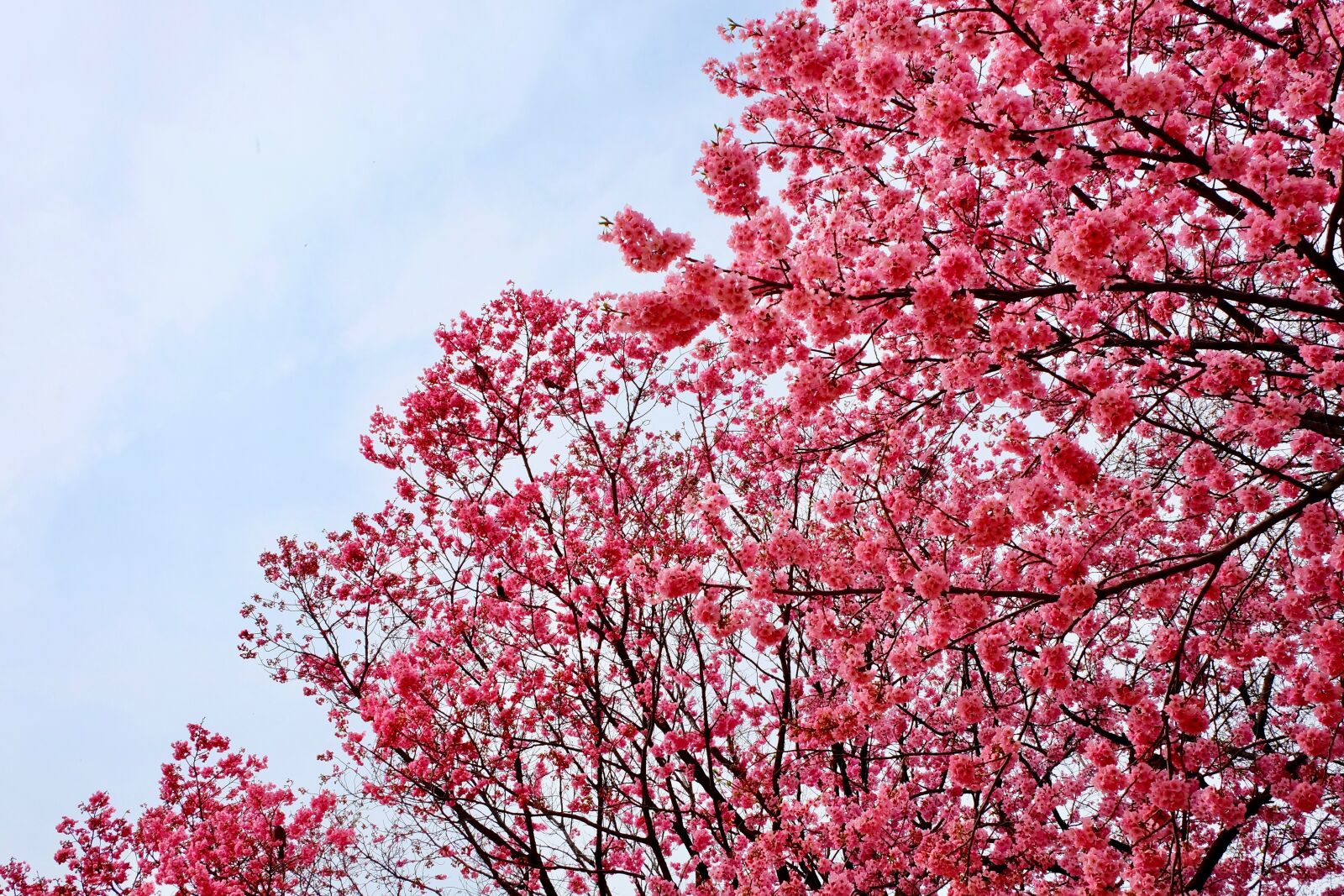 Fujifilm X-T10 sample photo. Cherry blossom, pink, trees photography