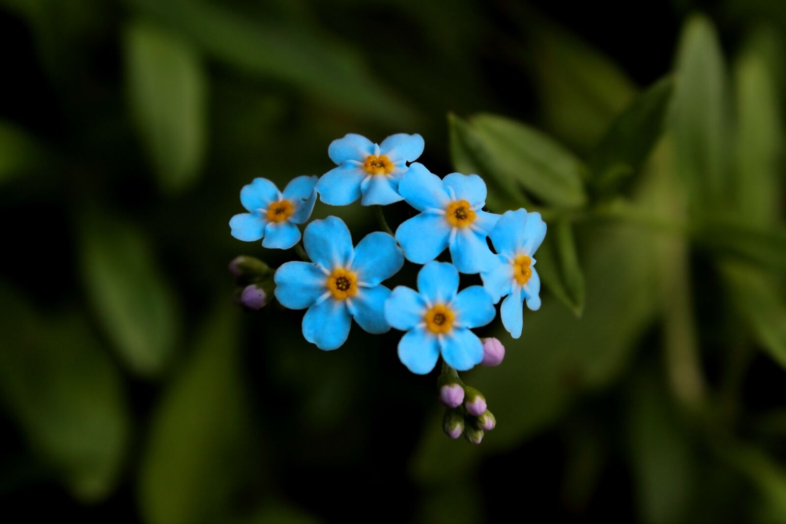 Canon EOS 1300D (EOS Rebel T6 / EOS Kiss X80) sample photo. Blue flowers, flowers, blue photography