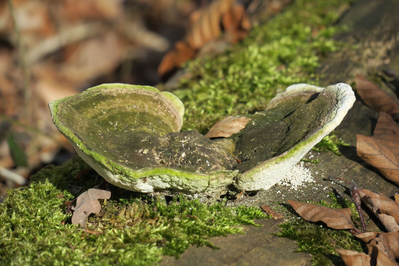 Canon PowerShot G3 X sample photo. Tinder fungus, tinder, forest photography